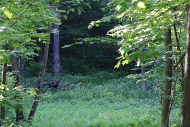 Karanlık ormanı gösteren ağaçların arasında.