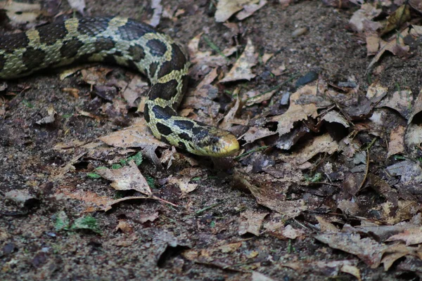 Non Venomous Eastern Fox Snake Pantherophis Vulpinus Also Known Pine — Stock Photo, Image