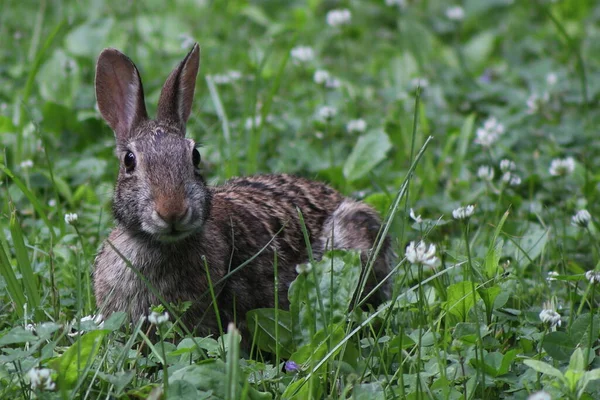 Cottontail Rabbit Eating Grass White Clover Spring Day Wisconsin — Stock Photo, Image