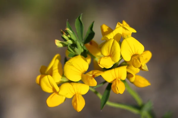 Belle Floraison Fleurs Sauvages Jaunes Juin Comté Dunn Wisconsin — Photo