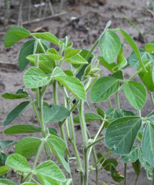 Soya fasulyesi bitkileri (Glycine max) Wisconsin 'de Whitetail Geyiği tarafından hasara uğratıldı