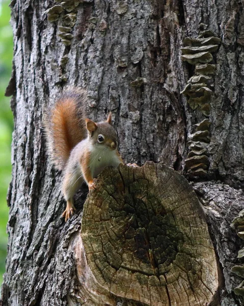 Jovem Esquilo Vermelho Americano Tamiasciurus Hudsonicus Uma Árvore Bordo Prata — Fotografia de Stock