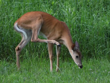 Beyaz kuyruklu geyik (Odocoileus virginianus) yaz boyunca Wisconsin 'de bir çayırda kendini kaşıyarak yaşar.