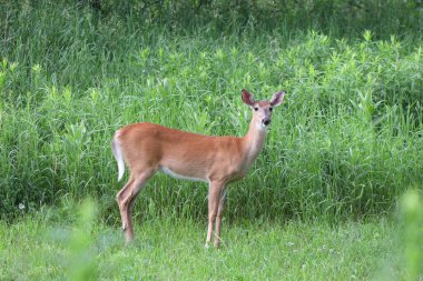 Beyaz kuyruklu geyik (Odocoileus virginianus) yaz boyunca Wisconsin 'de bir çayırda durur.