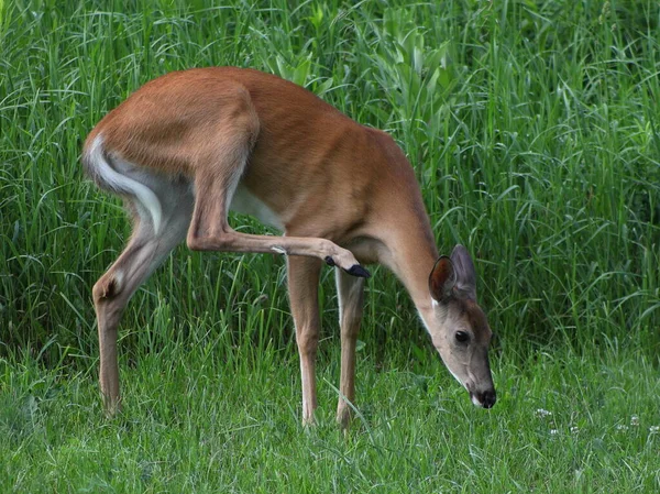 Jelen Běloocasý Odocoileus Virginianus Louce Škrábající Během Léta Wisconsinu — Stock fotografie