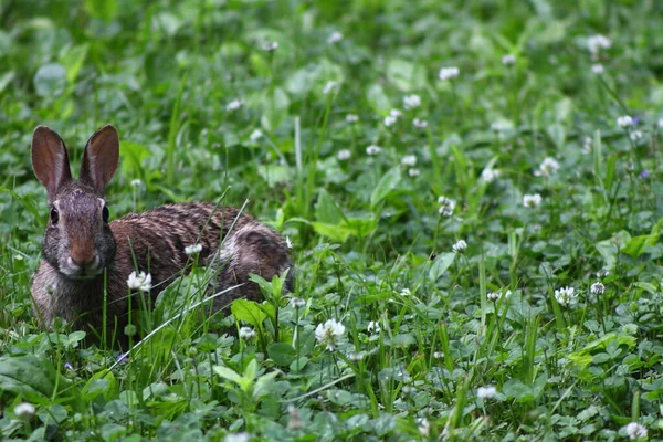 Cottontail Rabbit Comiendo Hierba Trébol Blanco Día Primavera Wisconsin Espacio —  Fotos de Stock