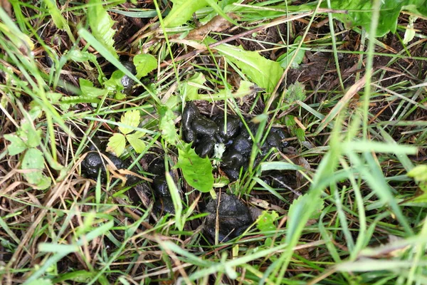 Fresh Whitetail Deer Droppings Forest Floor Summer — Stock Photo, Image