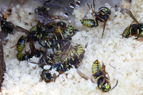 Wespennest Einer Wandhöhle Nachdem Mit Insektenspray Behandelt Wurde — Stockfoto