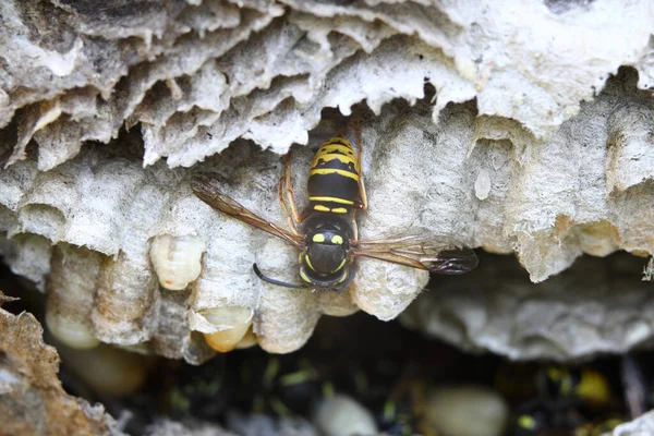 Wespennest Einer Wandhöhle Nachdem Mit Insektenspray Behandelt Wurde — Stockfoto