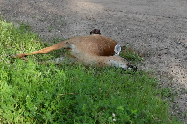 Çürüyen Beyazkuyruk Geyiği 'ne araba çarpmış..