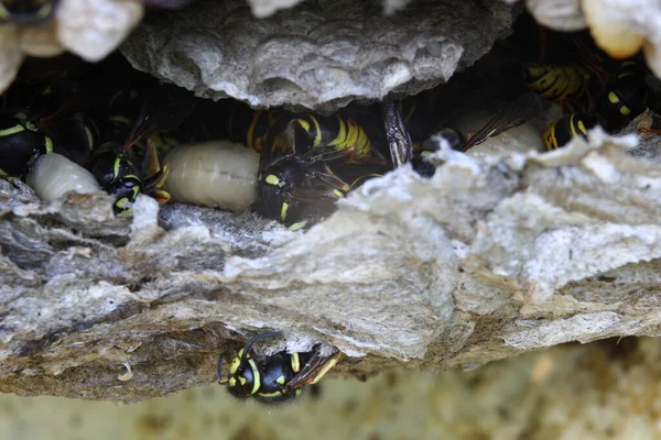 Böcek spreyi ile tedavi edildikten sonra bir duvar boşluğunda arı kovanına konmuş..