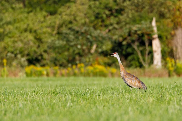 Guindaste Sandhill Maduro Grus Canadensis Distância Campo Feno Durante Final — Fotografia de Stock