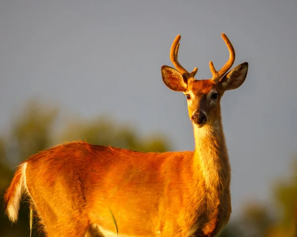 Молодой Белохвостый Бак Odocoileus Virginianus Процессе Линьки Конце Лета Бархатными — стоковое фото