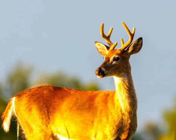 小白尾鹿 Odocoileus Virginianus 在夏末与鹿角在晨阳下蜕皮的过程中 有选择的重点 背景和前景模糊 — 图库照片