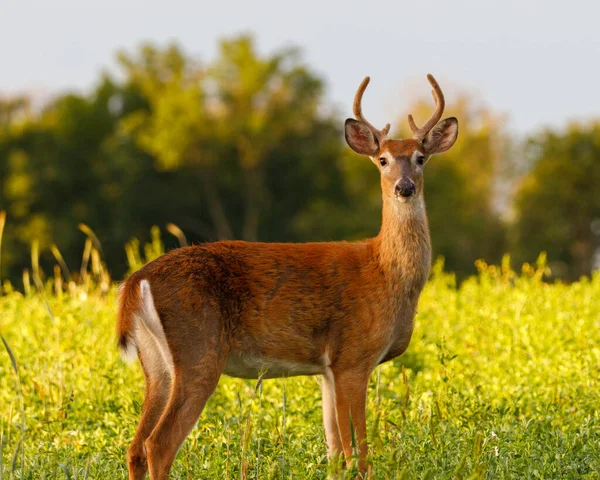 小白尾鹿 Odocoileus Virginianus 在夏末与鹿角在晨阳下蜕皮的过程中 有选择的重点 背景和前景模糊 — 图库照片