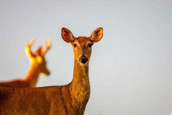 도롱뇽 Odocoileus Virginianus 겨우겨우 사슴과 동안에 몰딩을 과정이다 선택적 — 스톡 사진