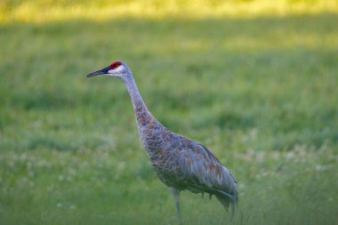 Olgun Sandhill Crane (Grus Canadensis) yaz sonu samanlıkta seçici odak, arka plan ve ön plan bulanıklığı
