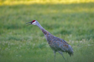 Olgun Sandhill Crane (Grus Canadensis) yaz sonu samanlıkta seçici odak, arka plan ve ön plan bulanıklığı
