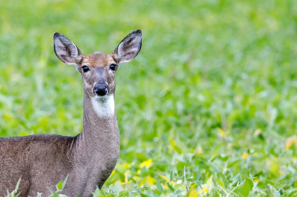 Närbild Varning White Tailed Doe Ett Sojabönsfält Sensommaren Selektivt Fokus — Stockfoto