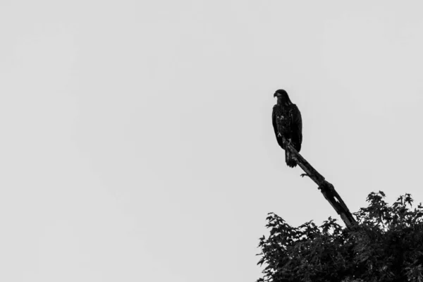 흰색의 먹이를 나뭇가지에 대머리 독수리의 실루엣 — 스톡 사진
