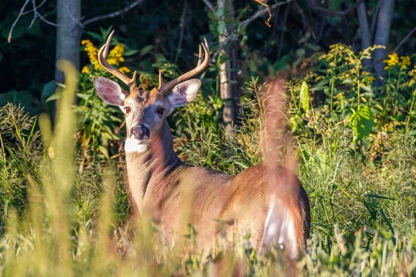 White Tailed Buck Weedy Soybean Field Late Summer Focus Sélectif — Photo