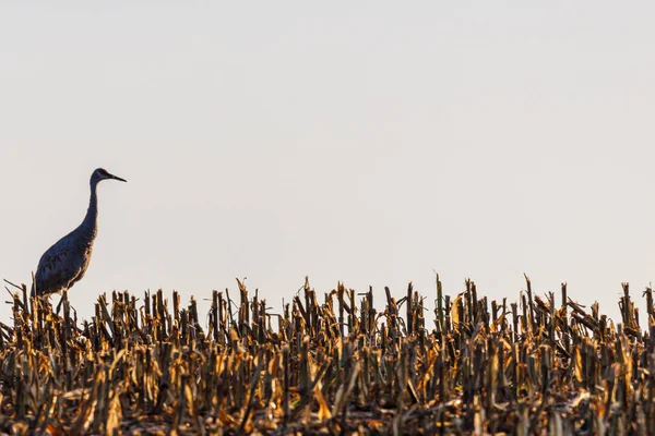 Mature Sandhill Crane Grus Canadensis Chopped Corn Field Late Summer — Stock Photo, Image