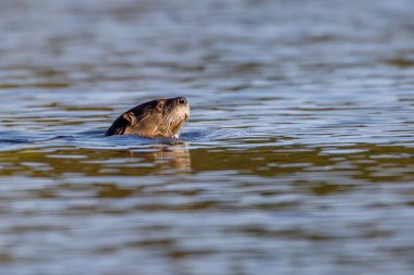 Wisconsin 'de bir gölde yüzen su samuru (Lontra canadensis), seçici odak, ön plan bulanıklığı, arka plan bulanıklığı
