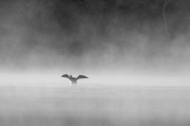 Arka planda yoğun sis ile suyun üzerinde dans eden bir ahmağın siyah ve beyaz görüntüsü