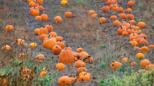 Patch Abóbora Campo Pronto Para Ser Vendido Para Halloween Foco — Fotografia de Stock