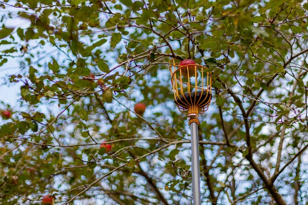 Meyve toplayıcısıyla olgun elmaları topluyorum.