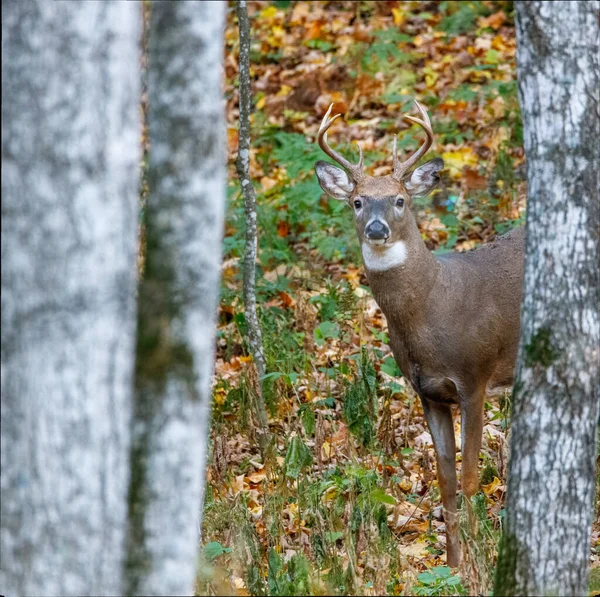 Buck Cauda Branca Alerta Floresta Durante Outono — Fotografia de Stock