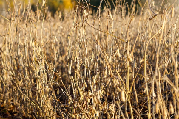 Soybean field in early fall ready for harvest, close up, selective focus, background blur, foreground blur