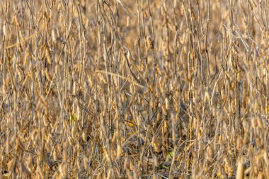 Sonbaharın başlarında soya tarlası hasat için hazır, yakın çekim, seçici odak, arka plan bulanıklığı, ön plan bulanıklığı