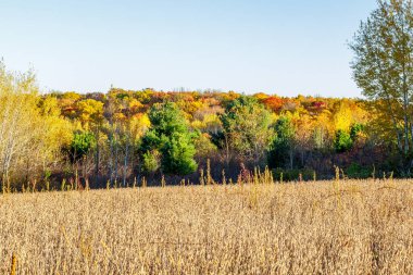 Sonbaharın başlarında soya tarlası hasat için hazır, yakın çekim, seçici odak, arka plan bulanıklığı, ön plan bulanıklığı