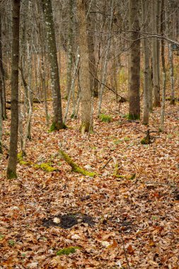 Aktif beyaz kuyruklu geyik tırmığı ve yalama dalı çiftleşme mevsimi boyunca iz bırakmak için seçici odak, arka plan bulanıklığı, ön plan bulanıklığı