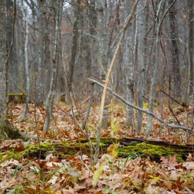 Taze geyik, beyaz kuyruklu geyikten gelen küçük bir ağaca sürtünerek bölgeyi işaretler ve çiftleşme mevsimi boyunca koku bırakır, seçici odak, arka plan bulanıklığı, ön plan bulanıklığı