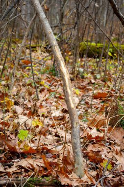 Taze geyik, beyaz kuyruklu geyikten gelen küçük bir ağaca sürtünerek bölgeyi işaretler ve çiftleşme mevsimi boyunca koku bırakır, seçici odak, arka plan bulanıklığı, ön plan bulanıklığı