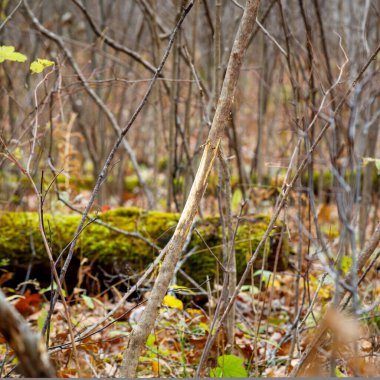 Taze geyik, beyaz kuyruklu geyikten gelen küçük bir ağaca sürtünerek bölgeyi işaretler ve çiftleşme mevsimi boyunca koku bırakır, seçici odak, arka plan bulanıklığı, ön plan bulanıklığı