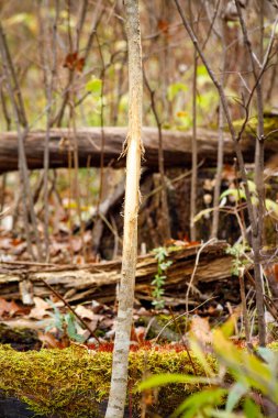 Taze geyik, beyaz kuyruklu geyikten gelen küçük bir ağaca sürtünerek bölgeyi işaretler ve çiftleşme mevsimi boyunca koku bırakır, seçici odak, arka plan bulanıklığı, ön plan bulanıklığı