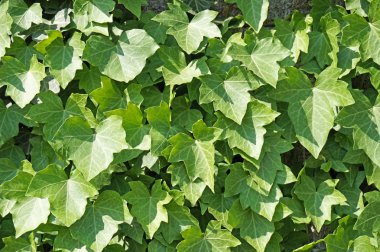 Yeşil tırmanma bitki yaprakları ilkbaharda