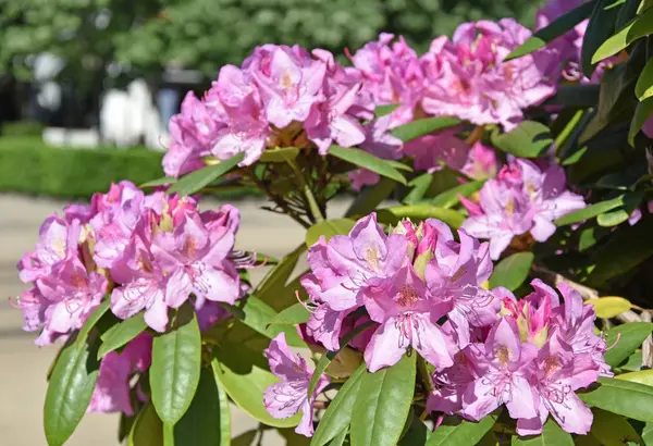 Pink Flowers Closeup Springtime — Stock Photo, Image