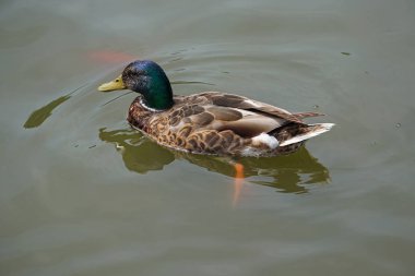 Vahşi ördek gölde yüzer