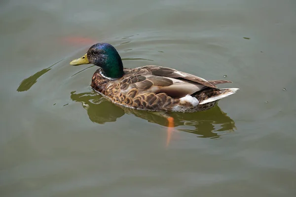 Wild Duck Swims Lake Royalty Free Stock Photos