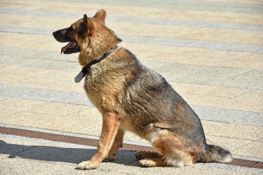 Alman çoban köpek açık
