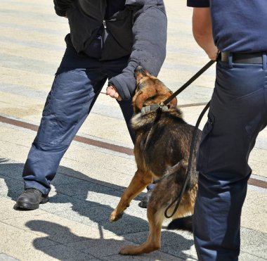 Polis köpeği eğitim