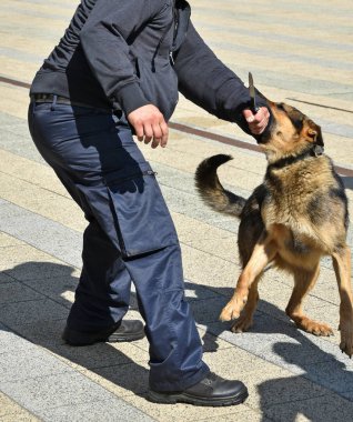 Polis köpeği eğitim