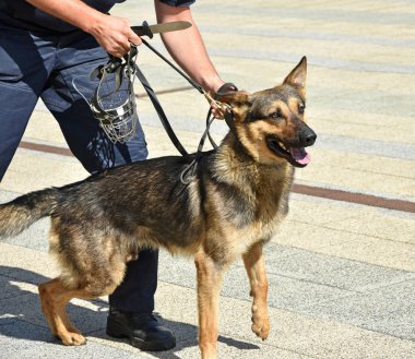 Polis memuru ve onun Alman çoban