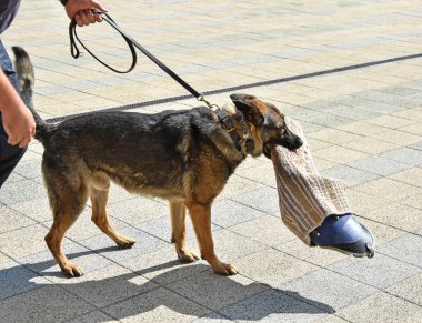 Polis köpeği eğitim