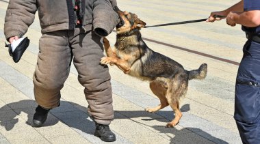 Polis köpeği eğitim