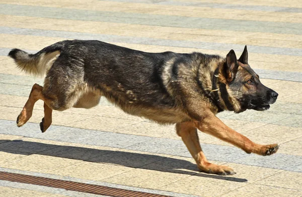 German Shepherd Dog Runs Outdoor — Stock Photo, Image